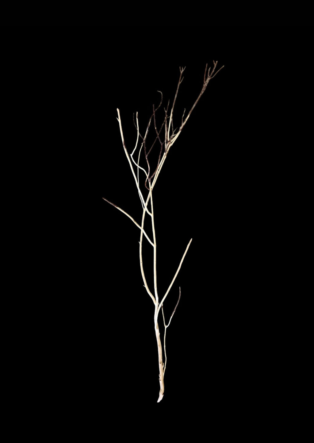 Ghost Wood L Nr.841