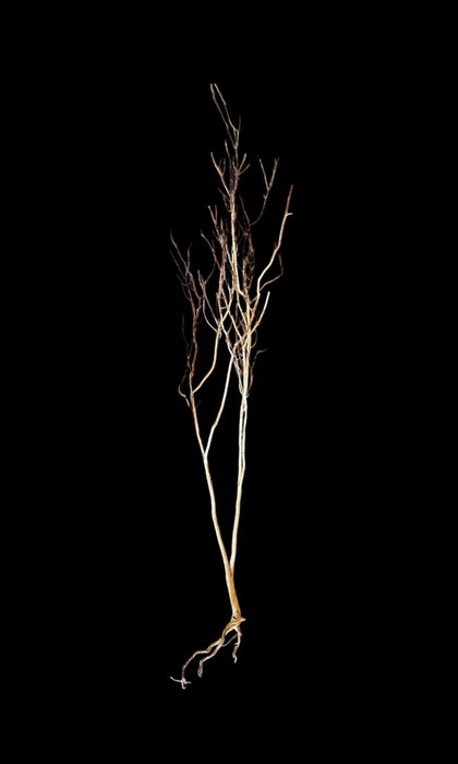 Ghost Wood XL Nr.844