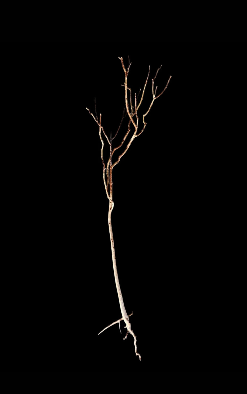 Ghost Wood XL Nr.845