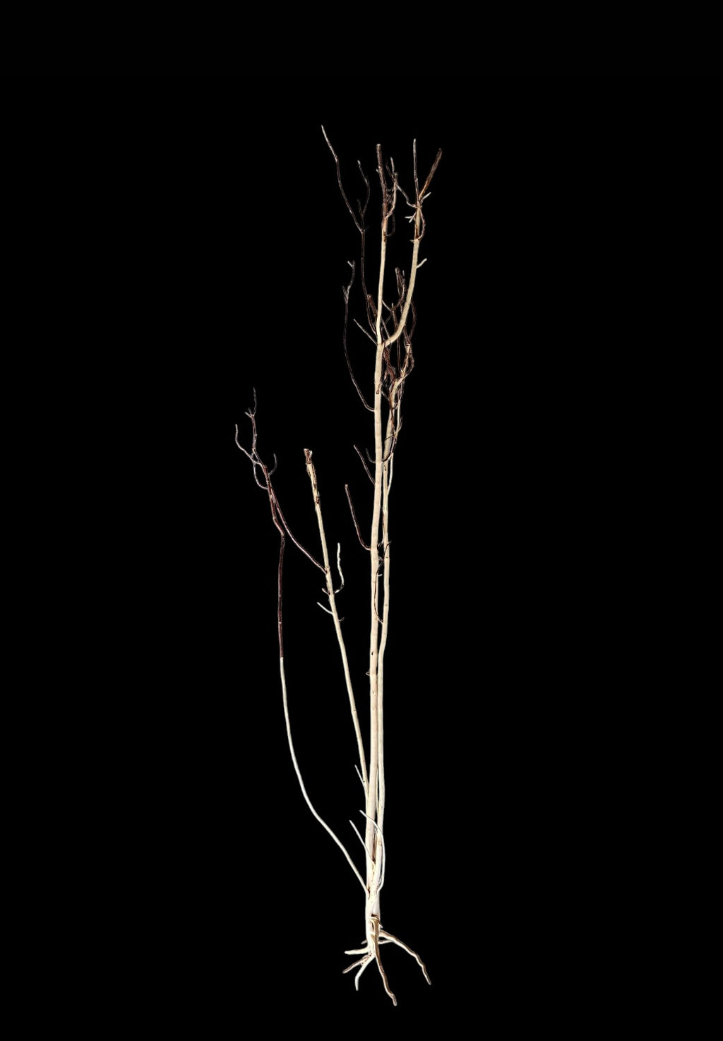 Ghost Wood XL Nr.846
