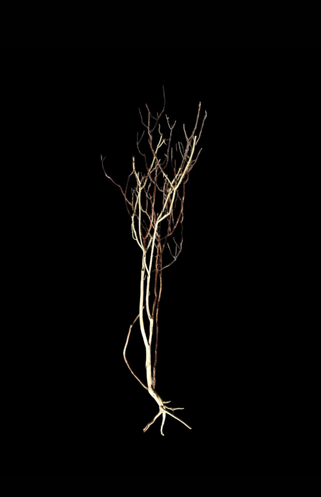 Ghost Wood XL Nr.850