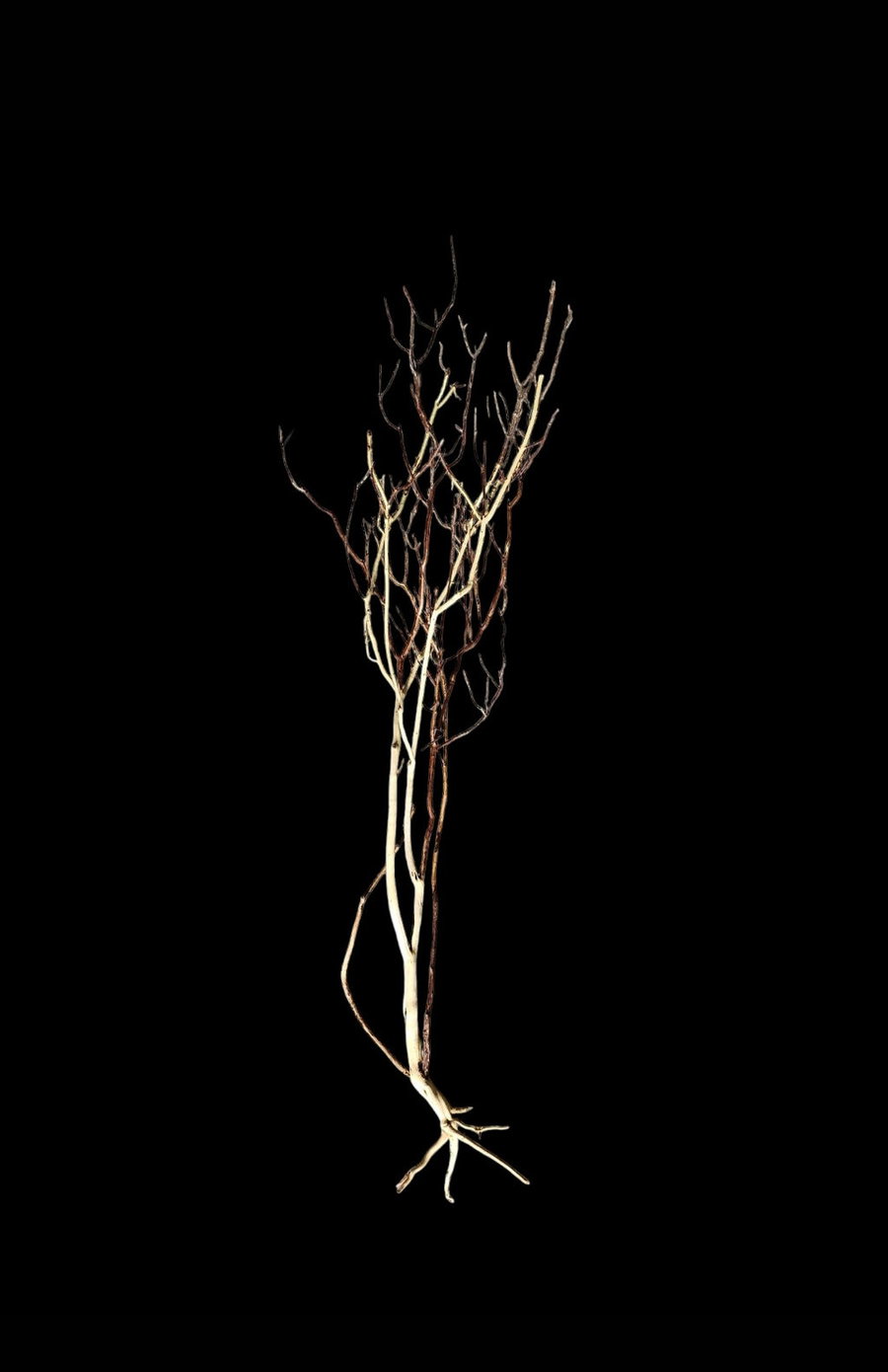 Ghost Wood XL Nr.850