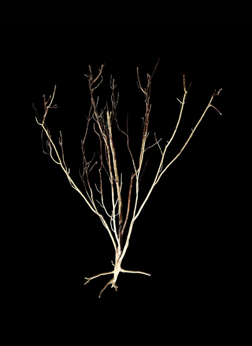 Ghost Wood XL Nr.860