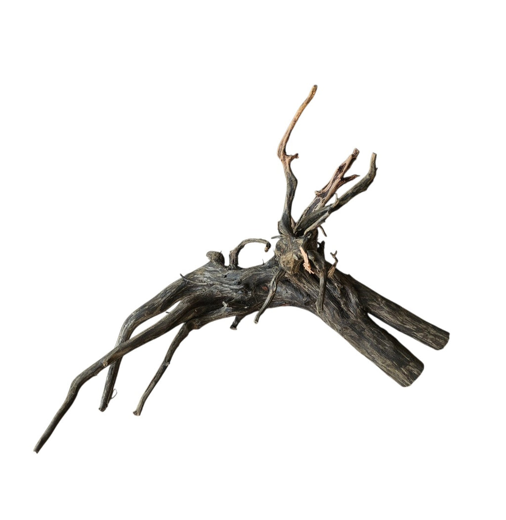 Black Root Nr.771