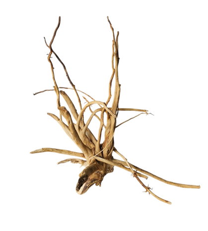 Rainforest Moorwurzel Wurzel 964