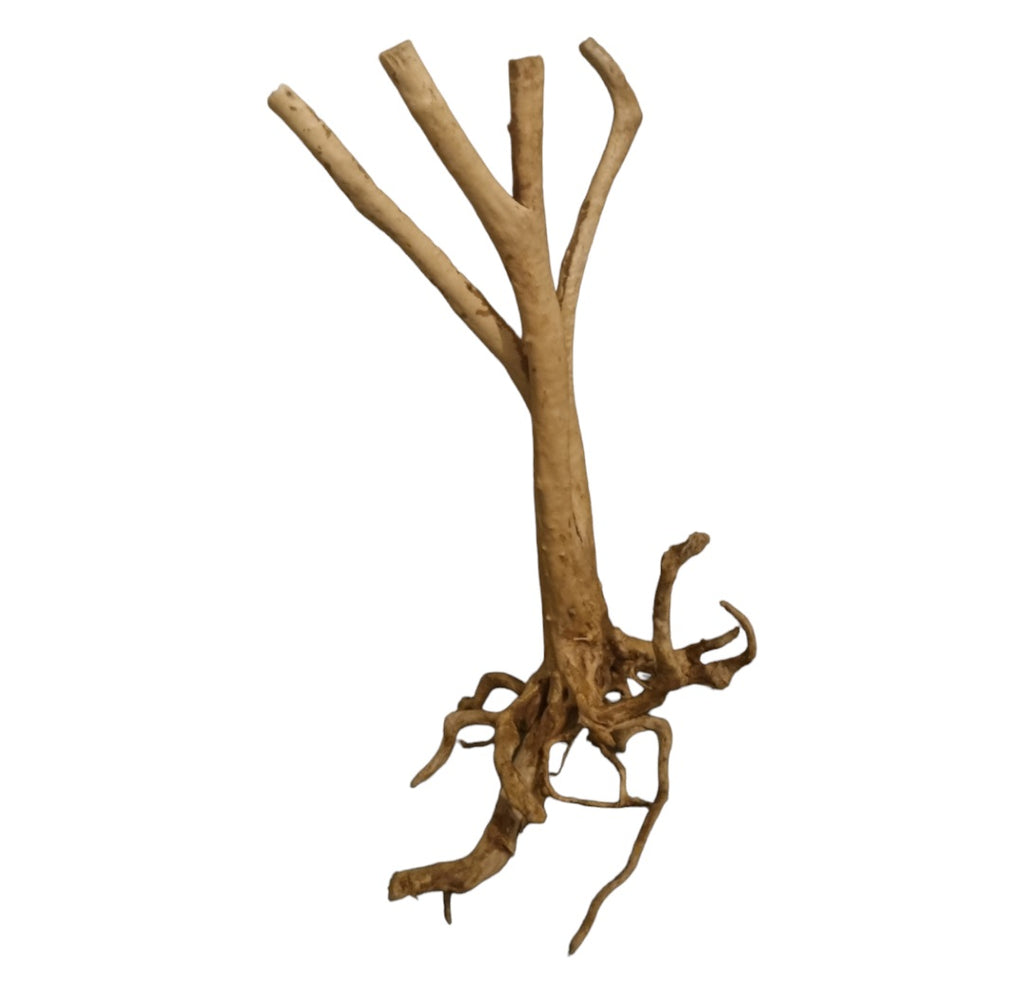 Rainforest Wood Stump Nr.468