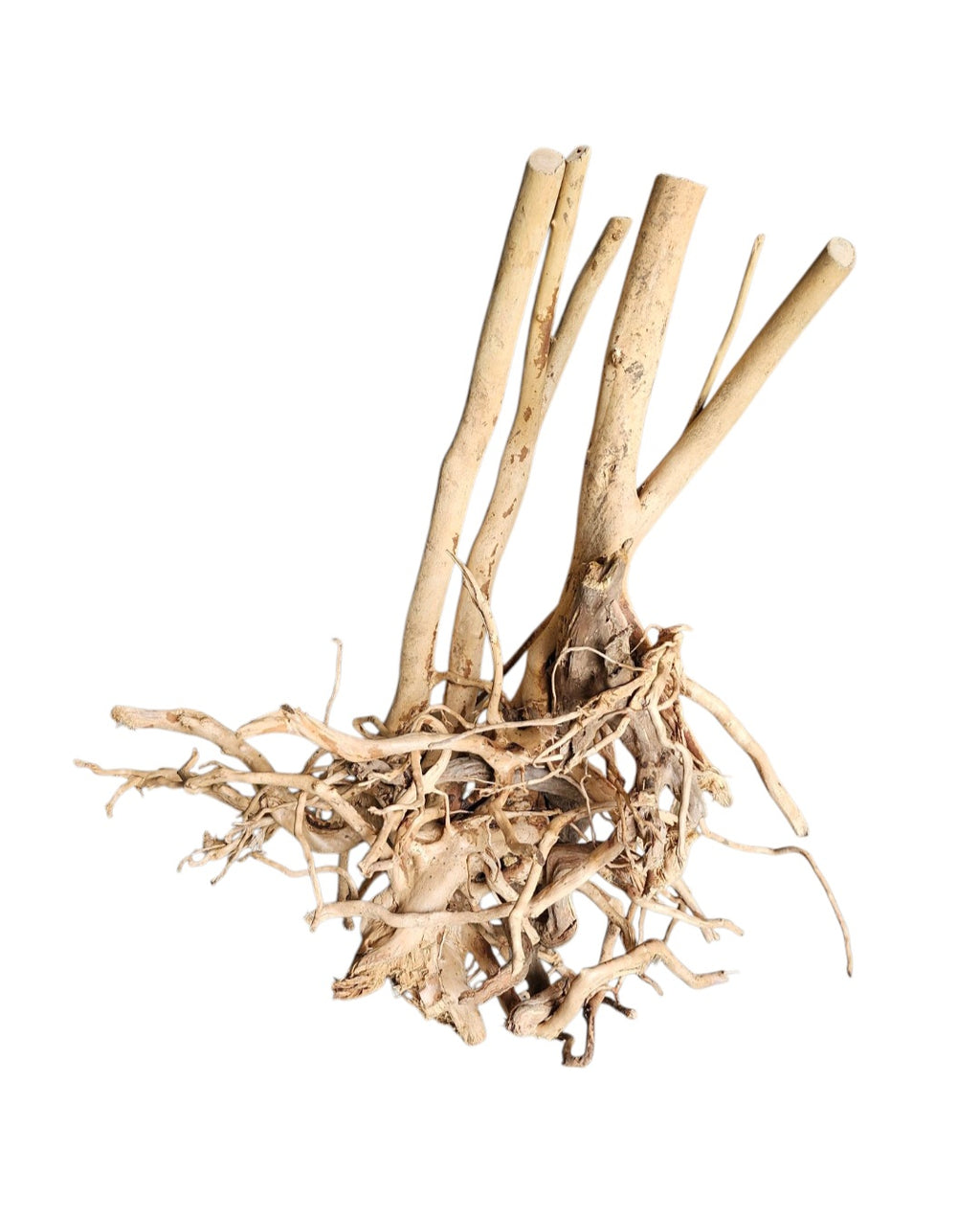 Rainforest Wood Stump Nr.473