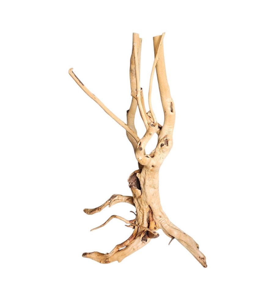 Rainforest Wood Stump Nr.474