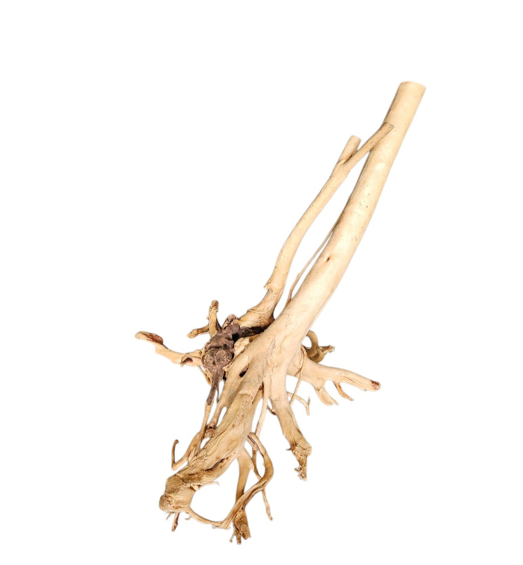 Rainforest Wood Stump Nr.475