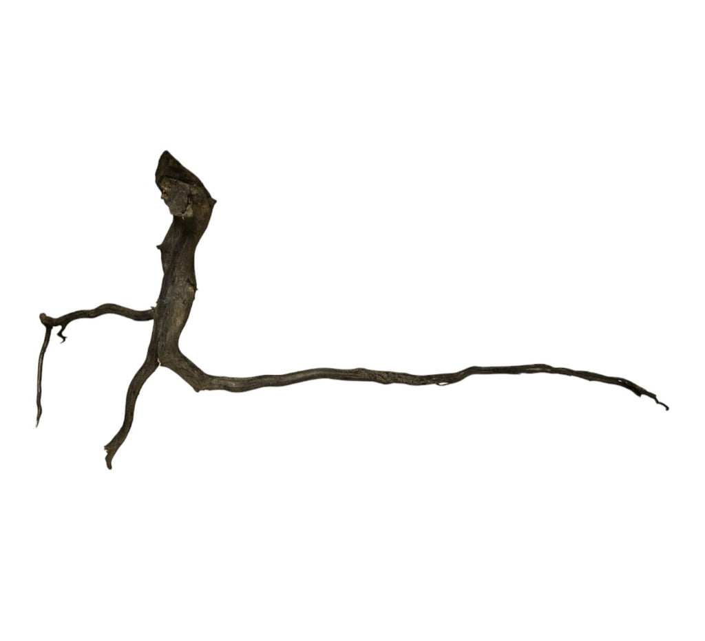 Black Root Nr.826