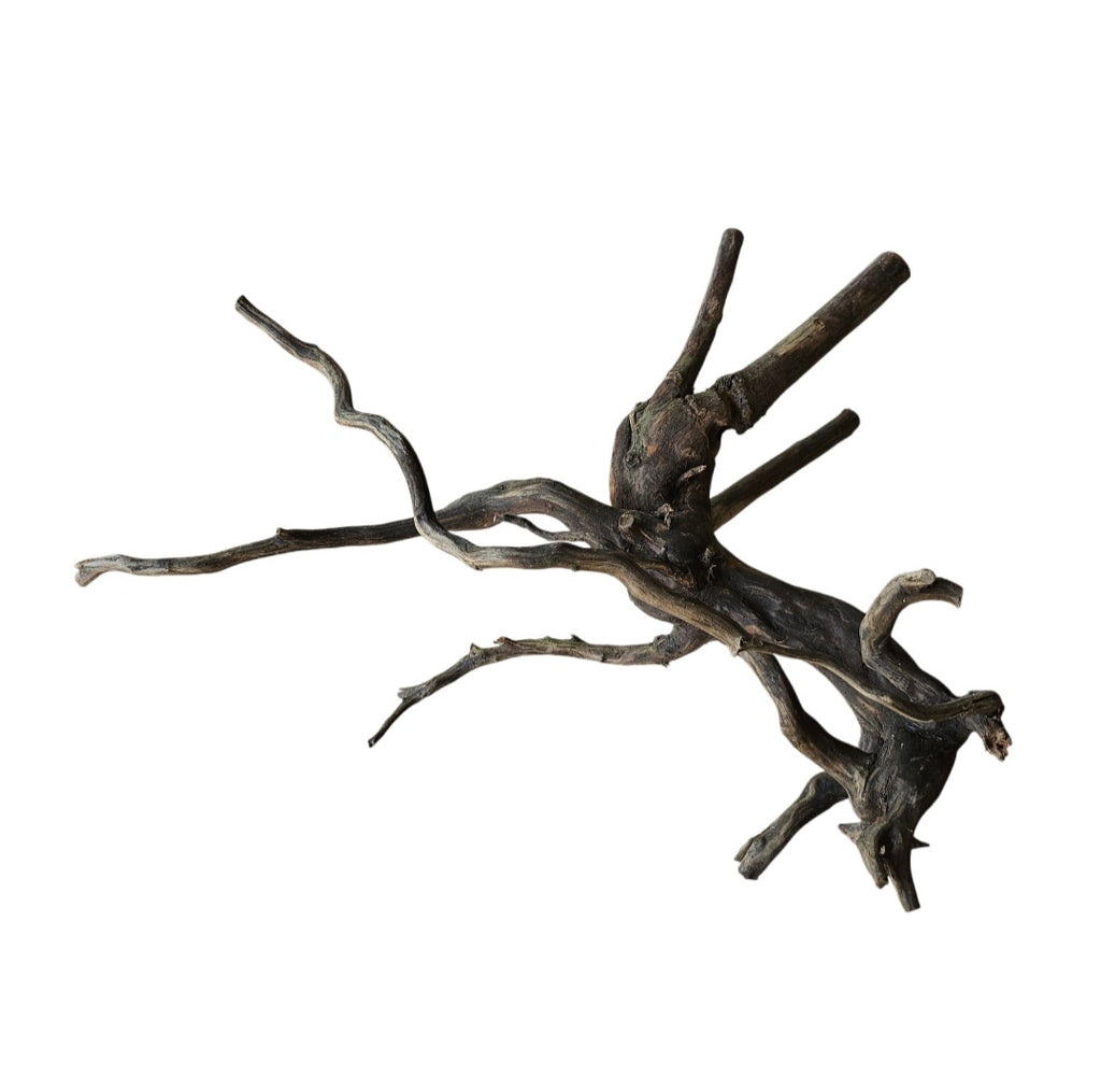 Black Root Nr.744