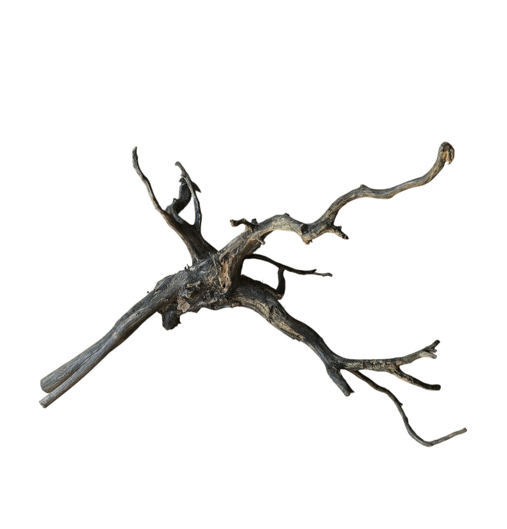 Black Root Nr.746