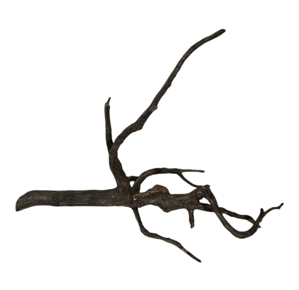 Black Root Nr.748