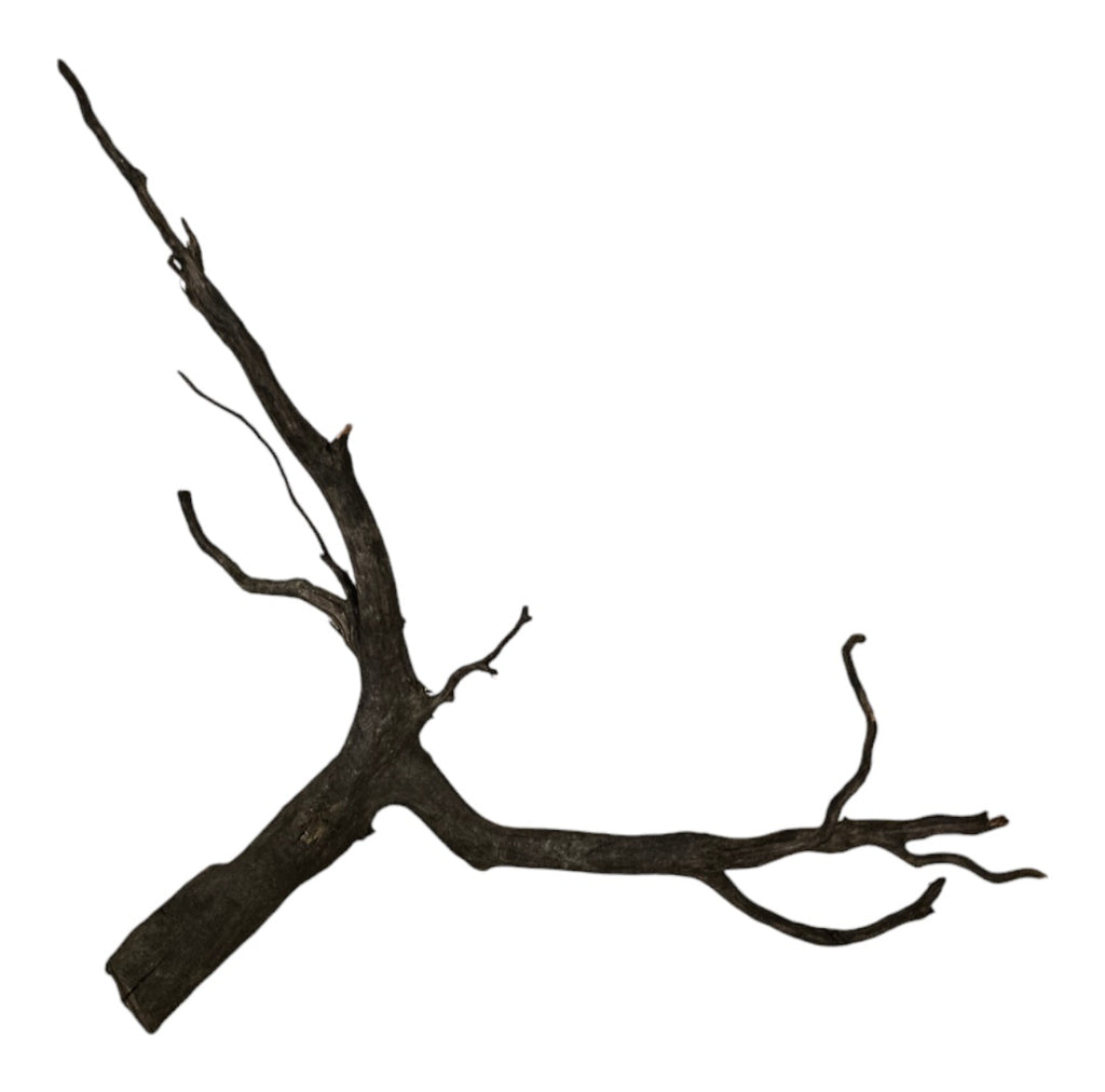 Black Root Nr.755