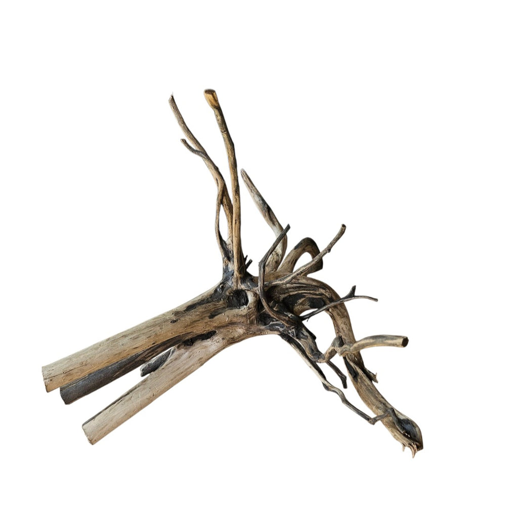 Black Root Nr.757