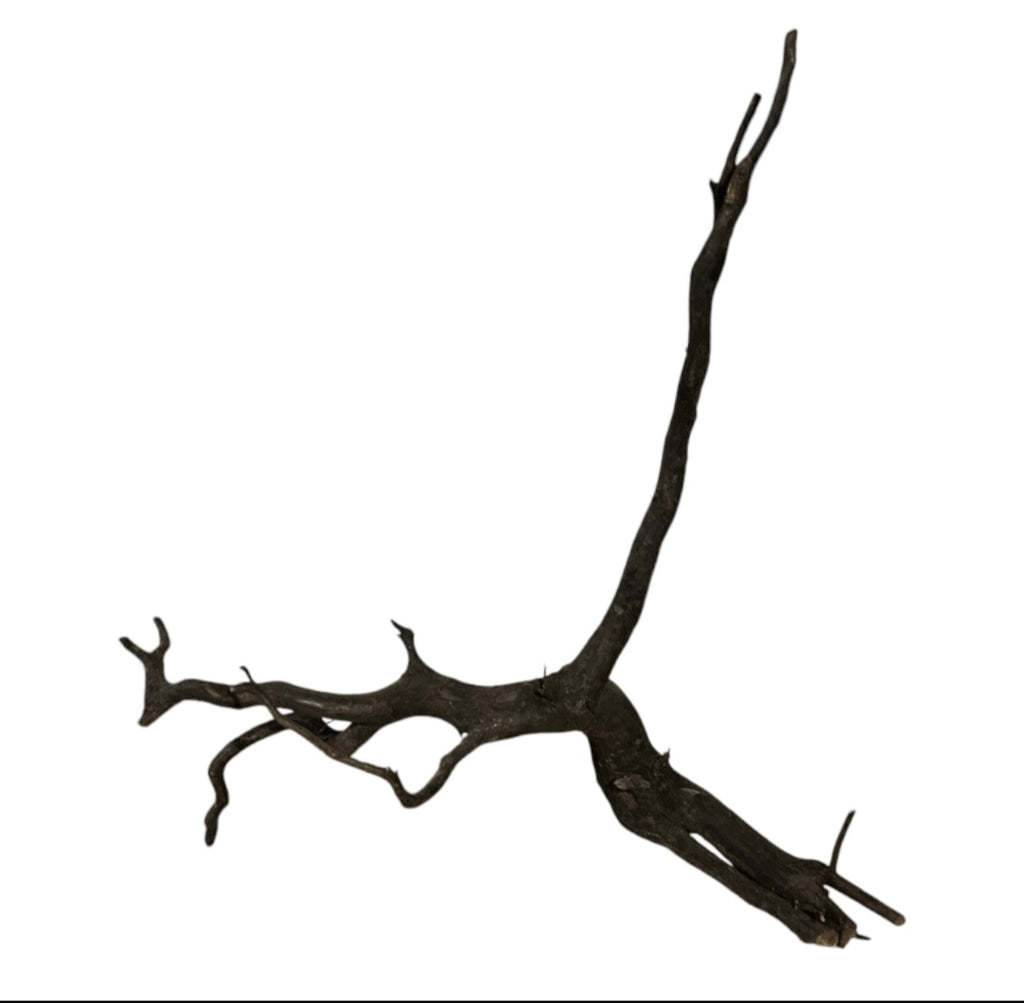 Black Root Nr.758