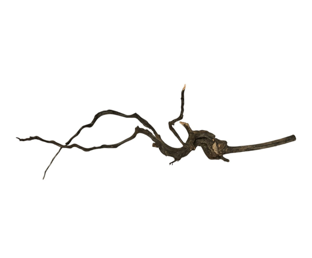 Black Root Nr.762