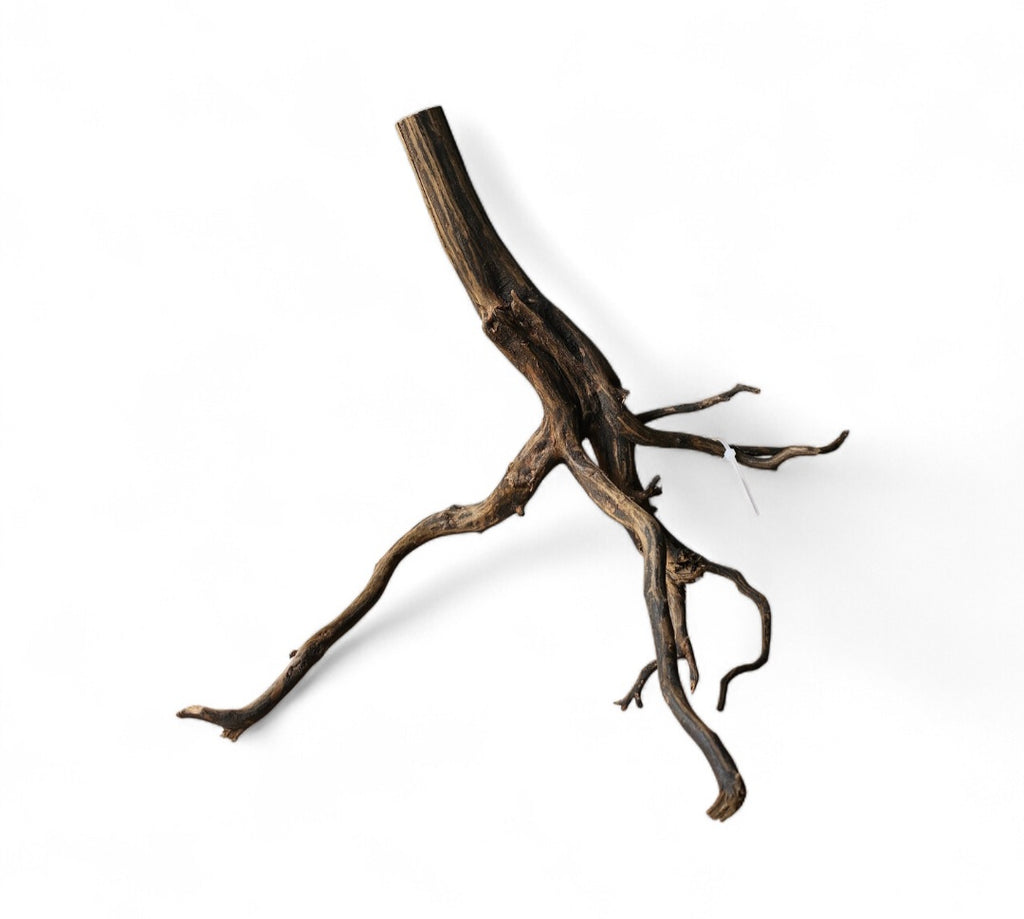 Black Root Nr.766