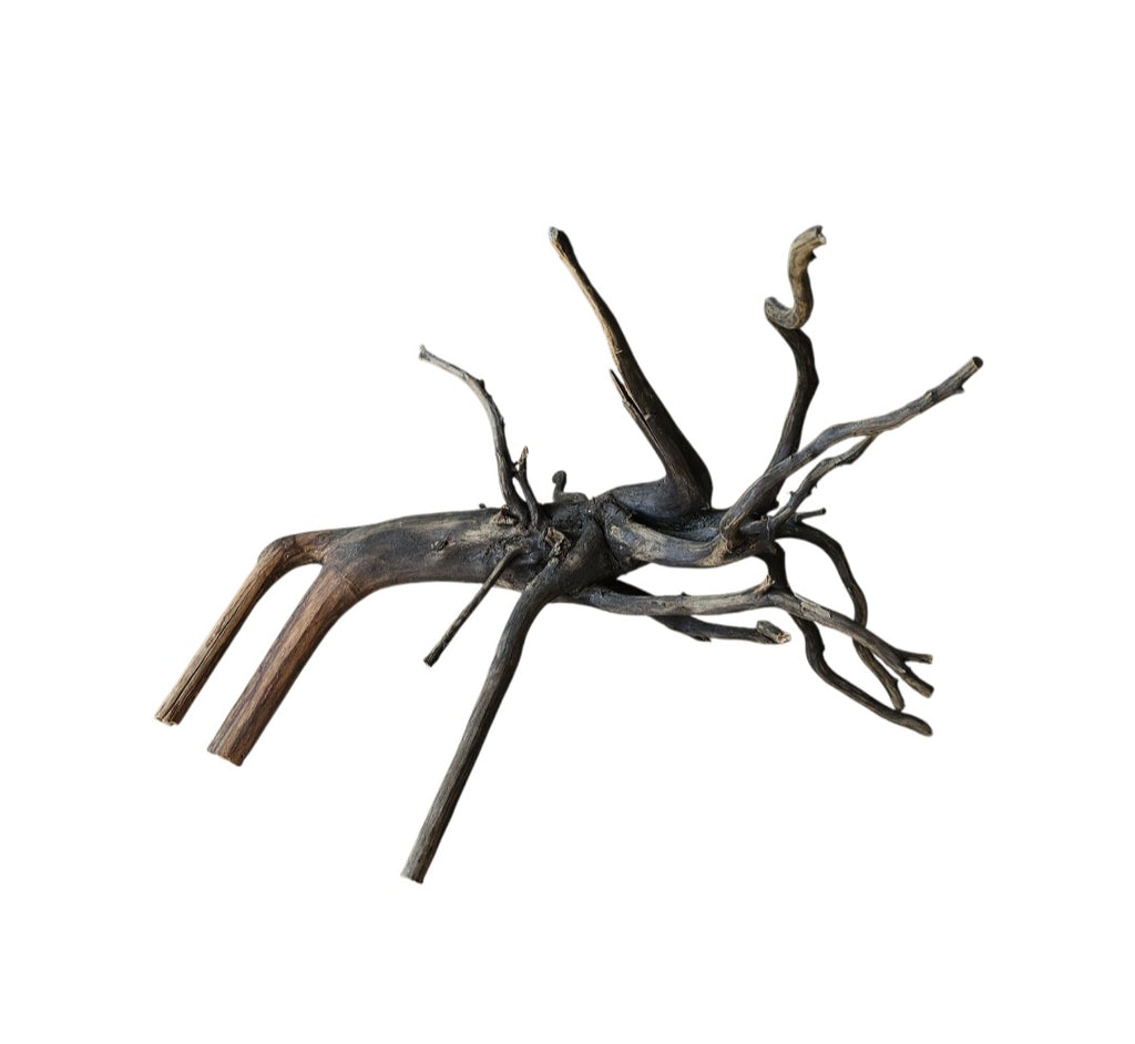 Black Root Nr.767