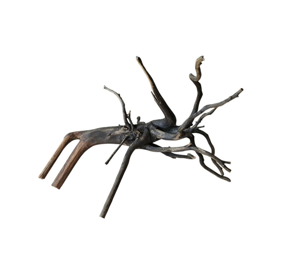Black Root Nr.767