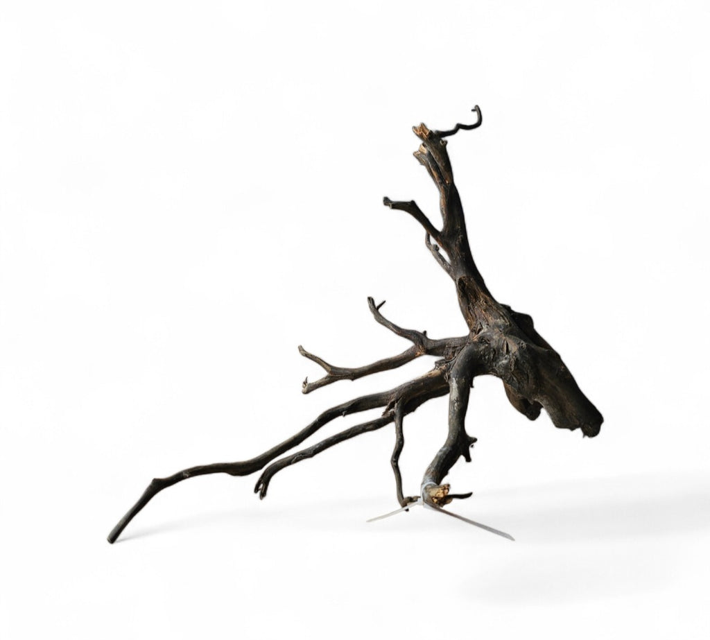 Black Root Nr.768