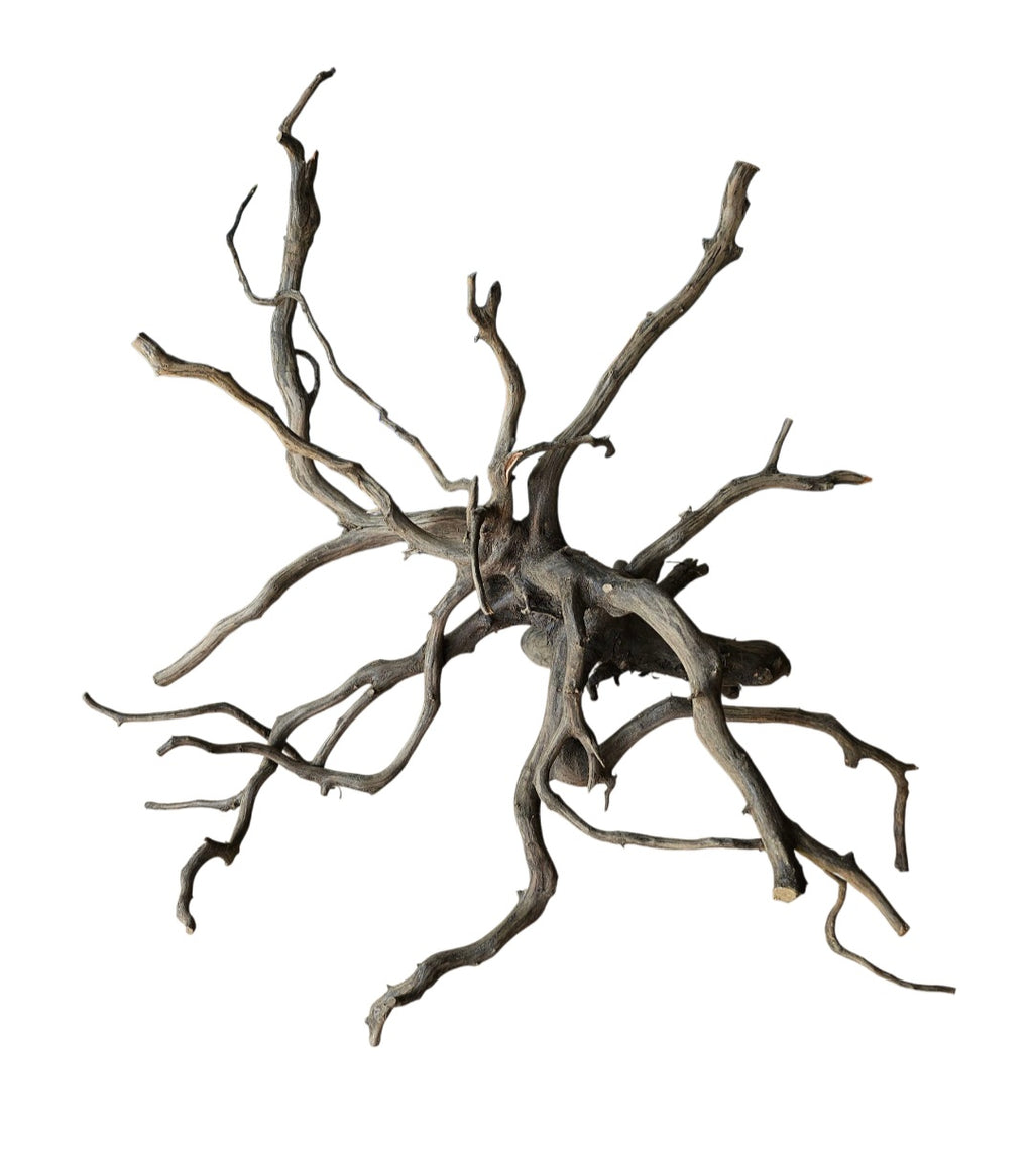 Black Root Nr.769