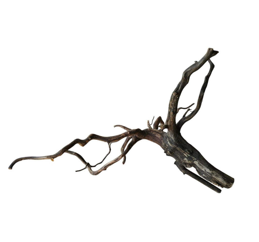 Black Root Nr.770