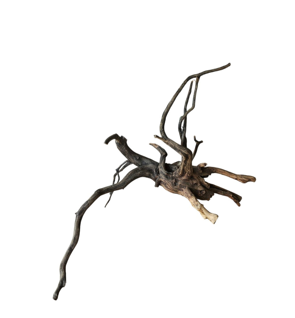 Black Root Nr.827
