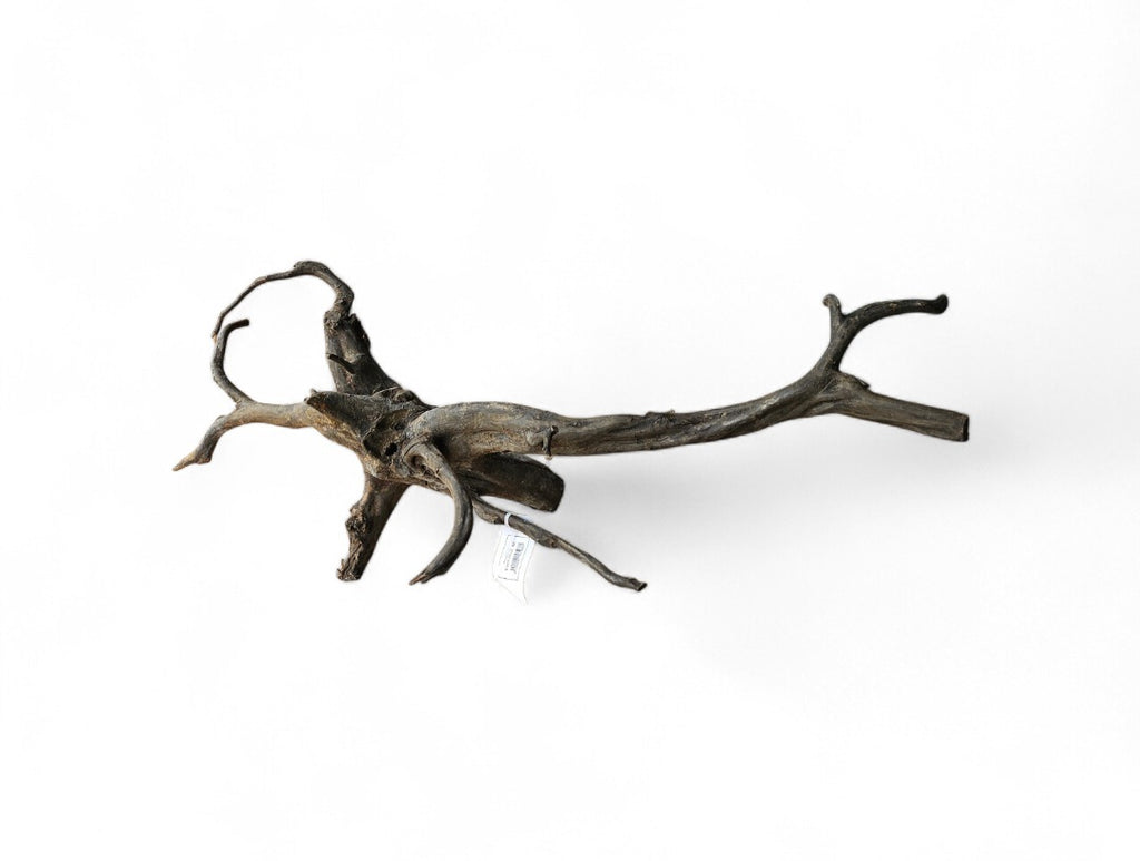 Black Root Nr.830