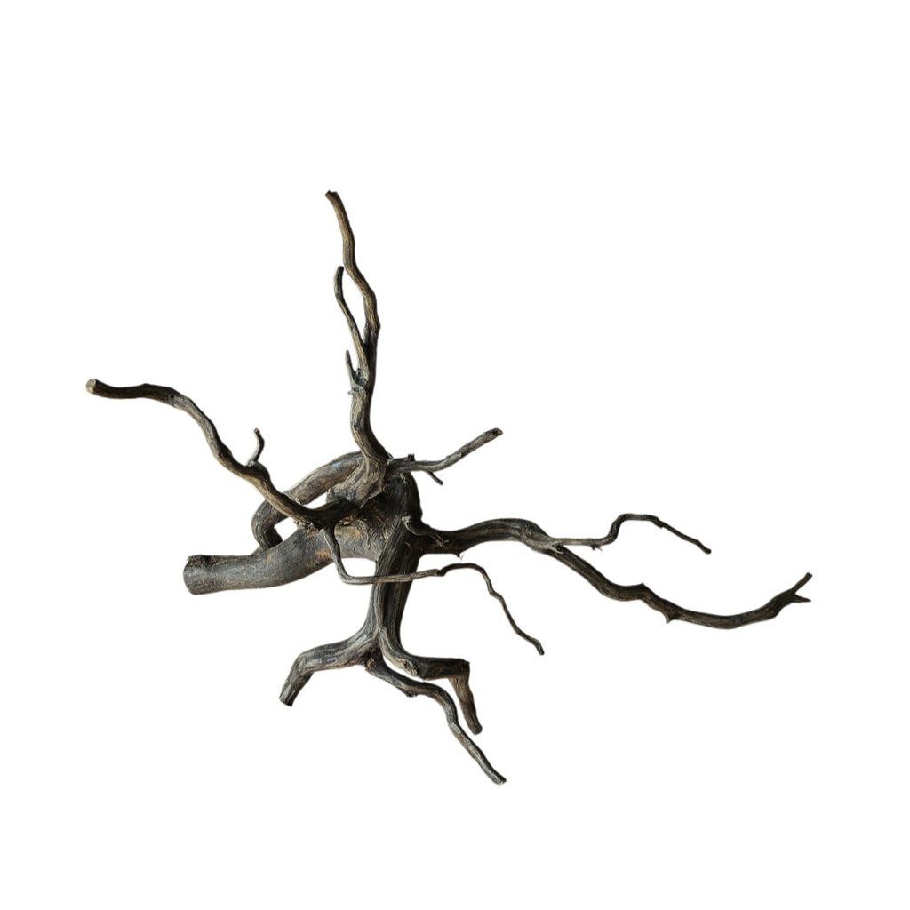 Black Root Nr.831