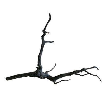Black Root Nr.832