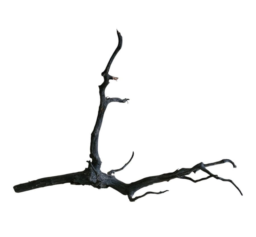 Black Root Nr.832