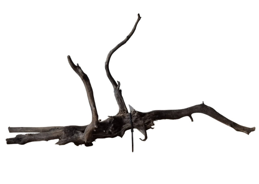 Black Root Nr. 289