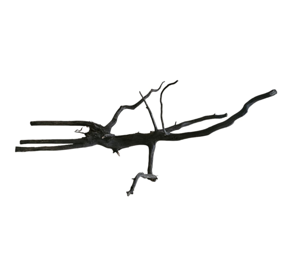 Black Root Nr. 276