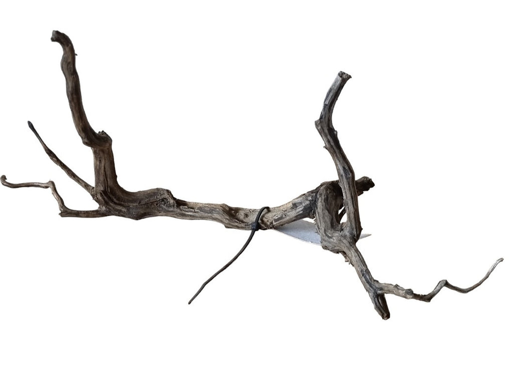 Black Root Nr. 285