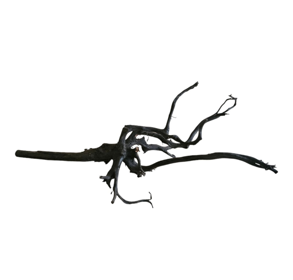 Black Root Nr. 278