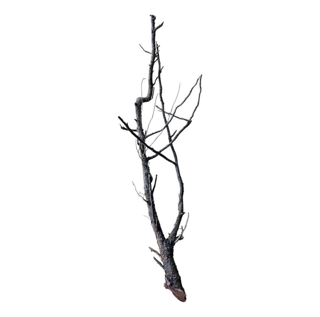 Shadow Wood Nr.798