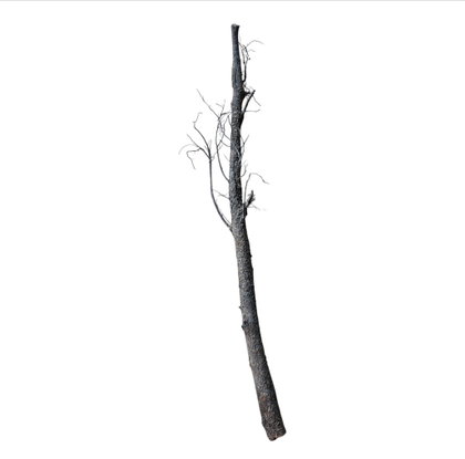 Shadow Wood Nr.802