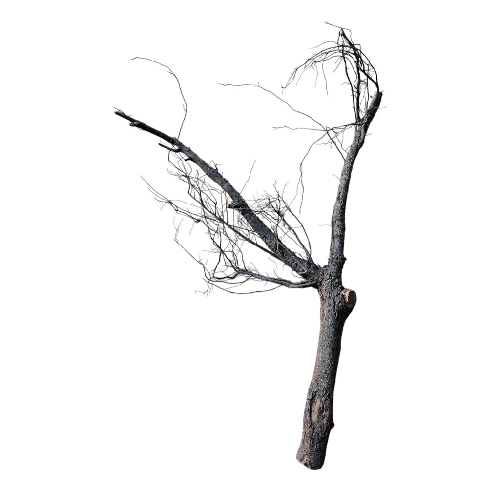 Shadow Wood Nr.804