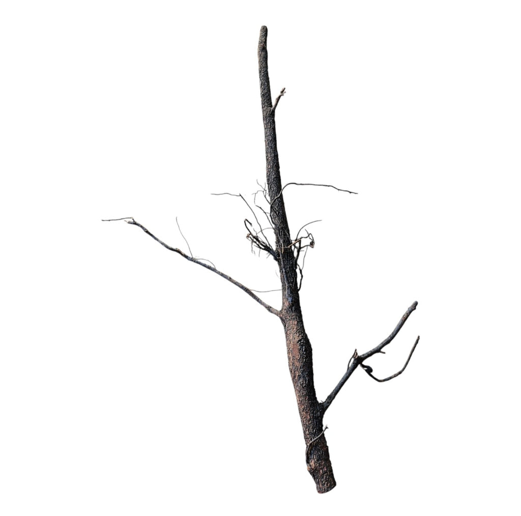Shadow Wood Nr.806