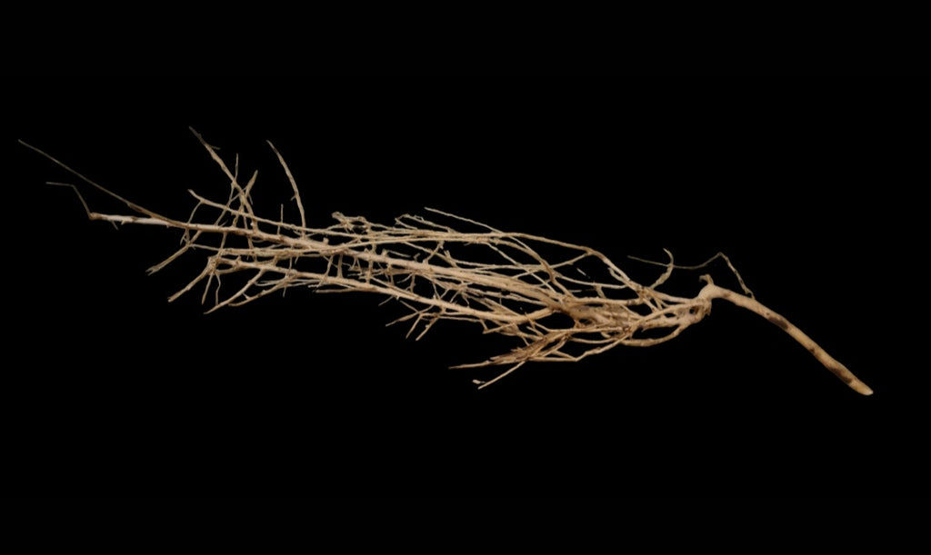 Small tree branches Nr.664
