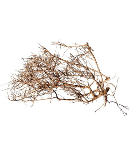 Small tree branches Nr.663