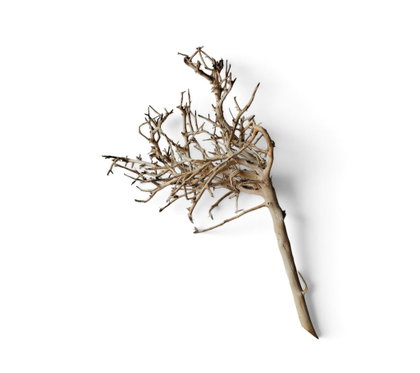 Small tree branches Nr.665