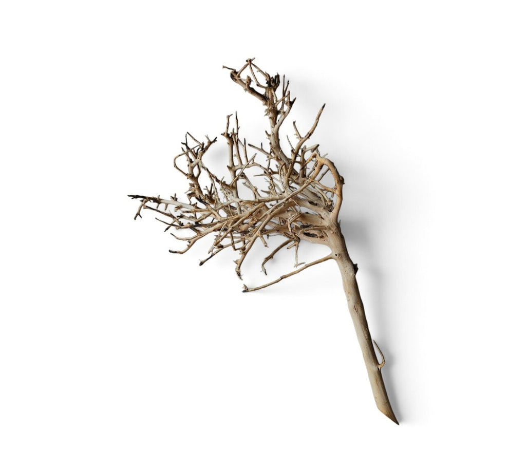 Small tree branches Nr.665