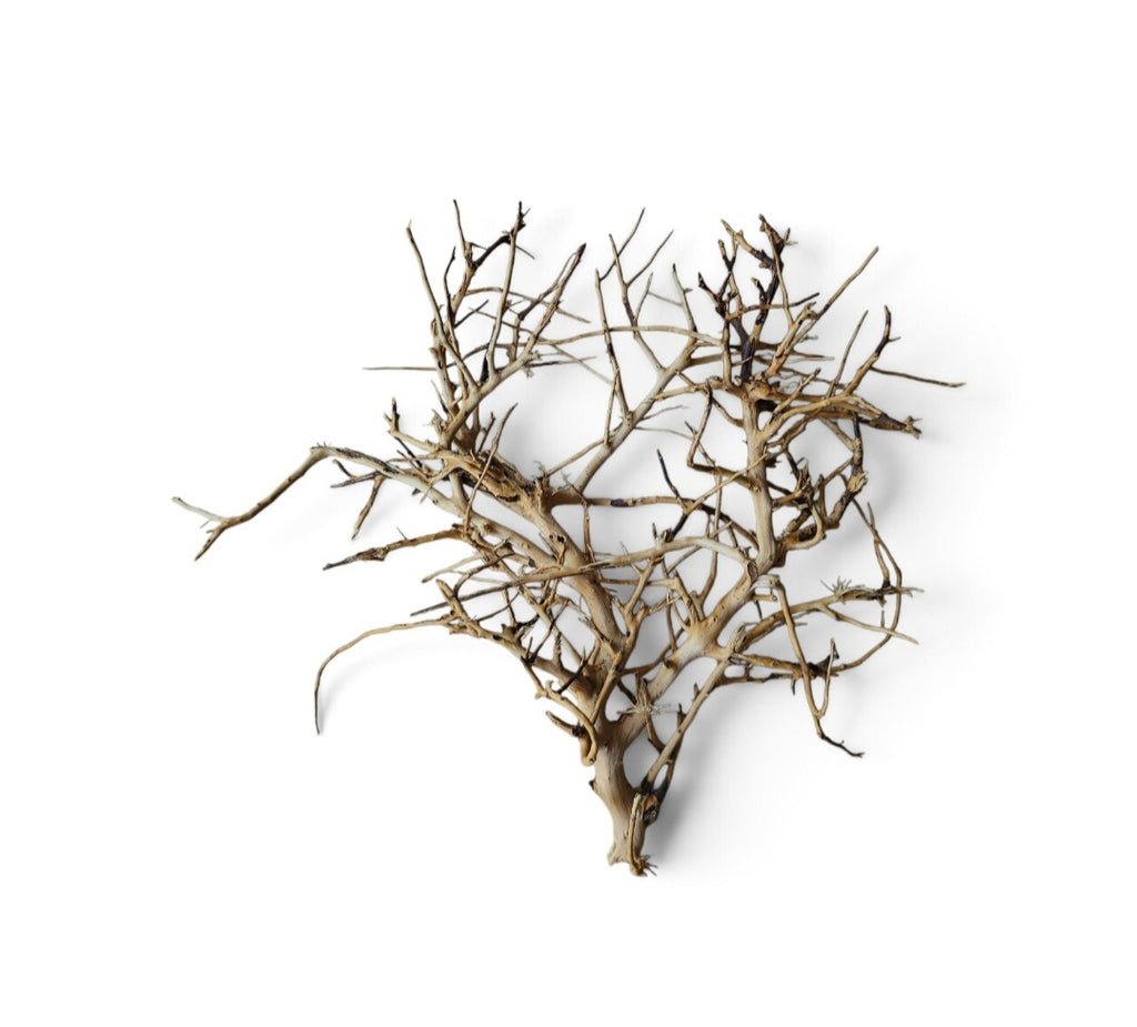 Small tree branches Nr.666