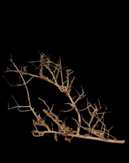 Small tree branches Nr.667