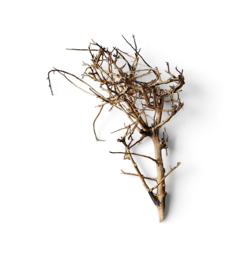 Small tree branches Nr.669