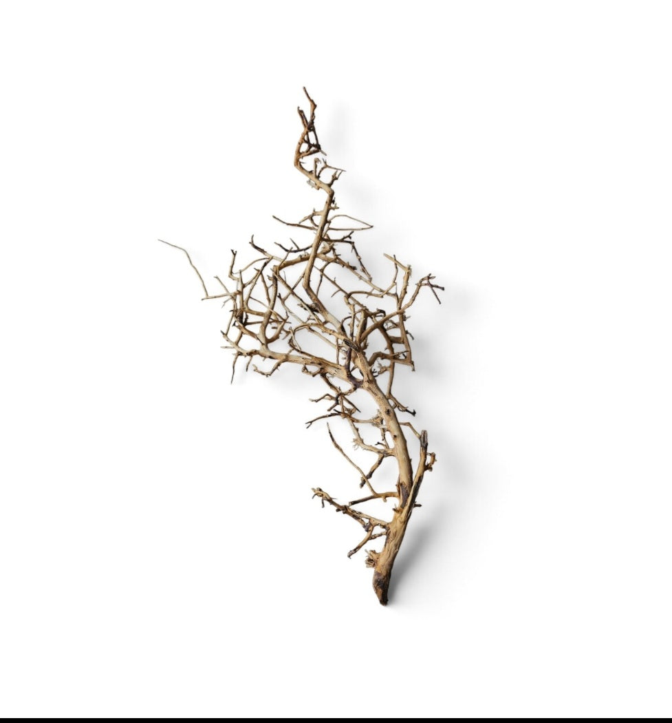 Small tree branches Nr.673