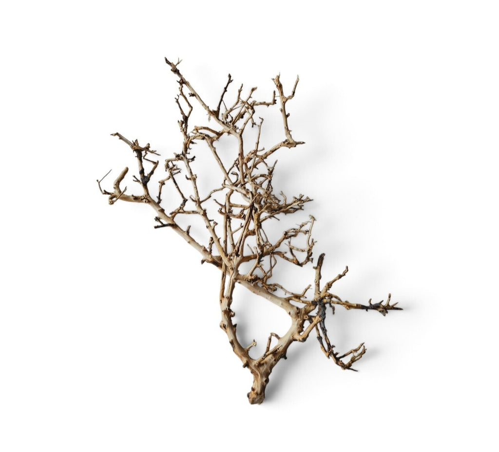 Small tree branches Nr.674