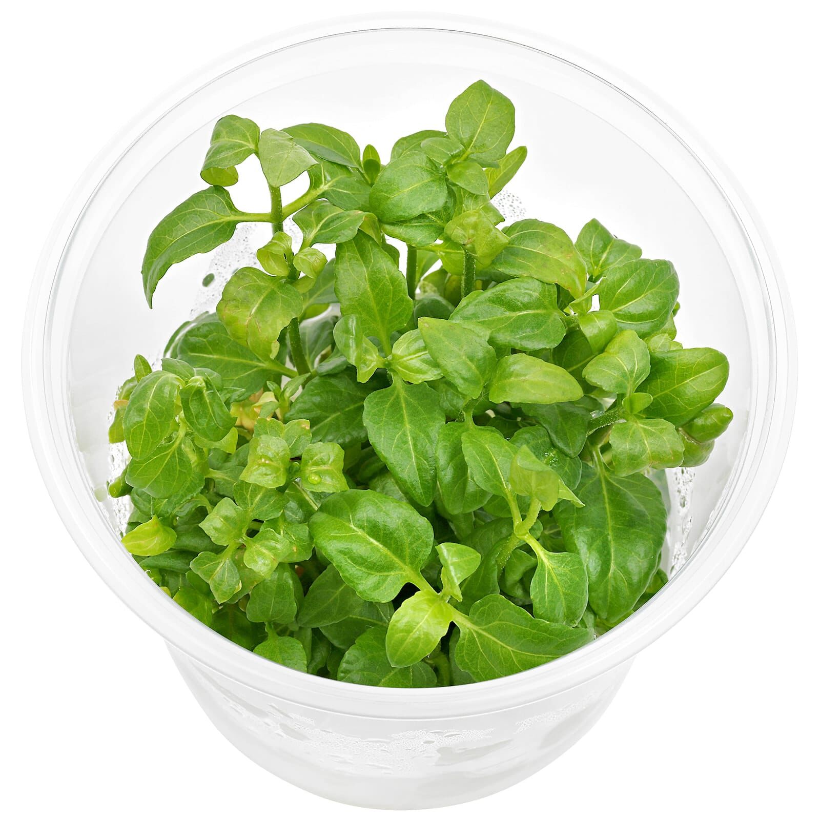 Acmella repens - in Vitro